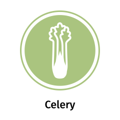 Celery